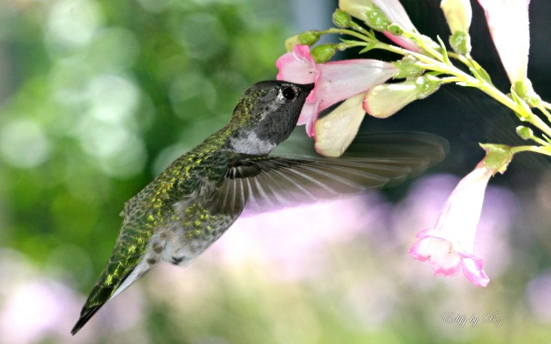 Семейство Колибри (trochilidae)