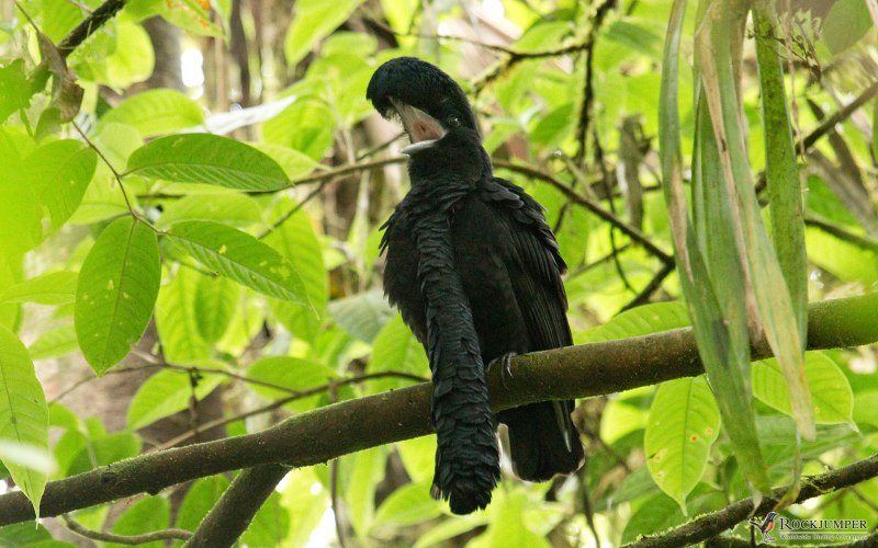 Cephalopterus glabricollis