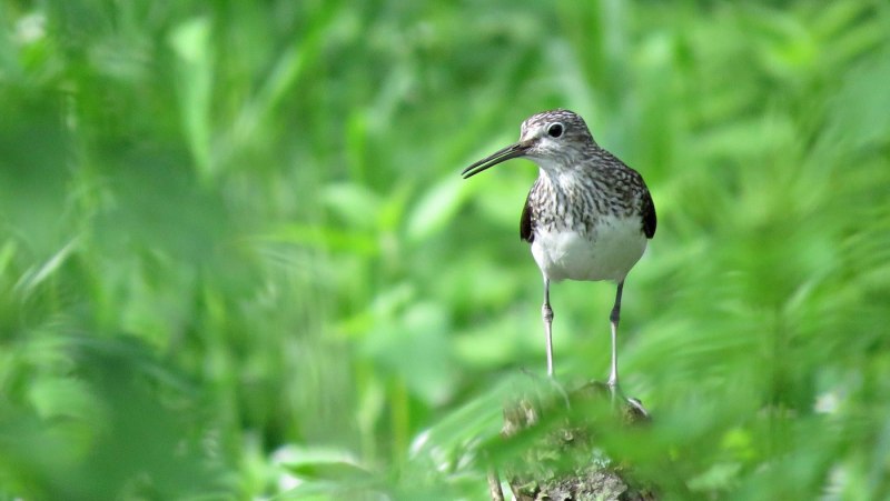 Куропатка белая - lagopus lagopus