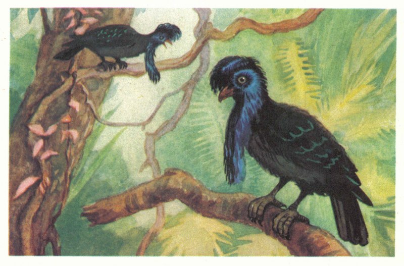 Garrulus glandarius