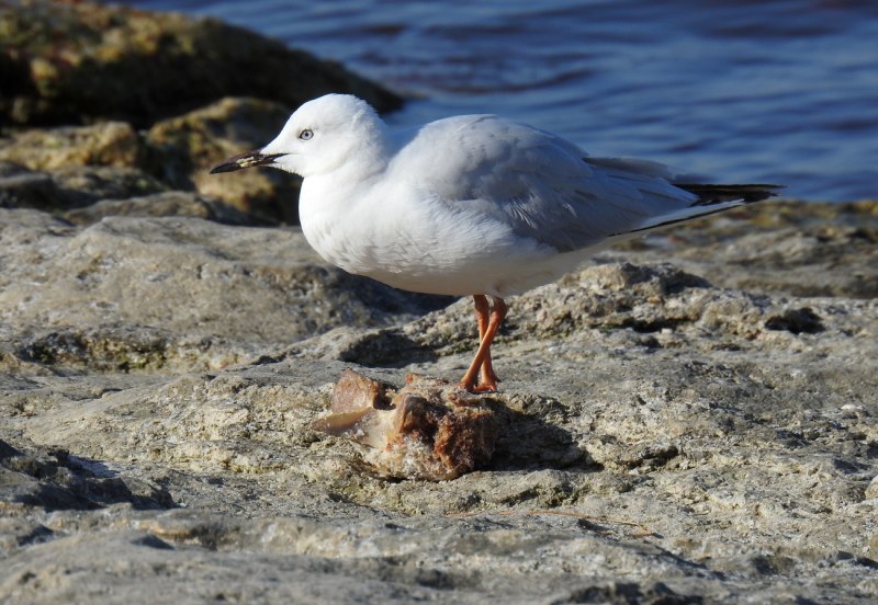 Морской голубок (Larus Genei) –