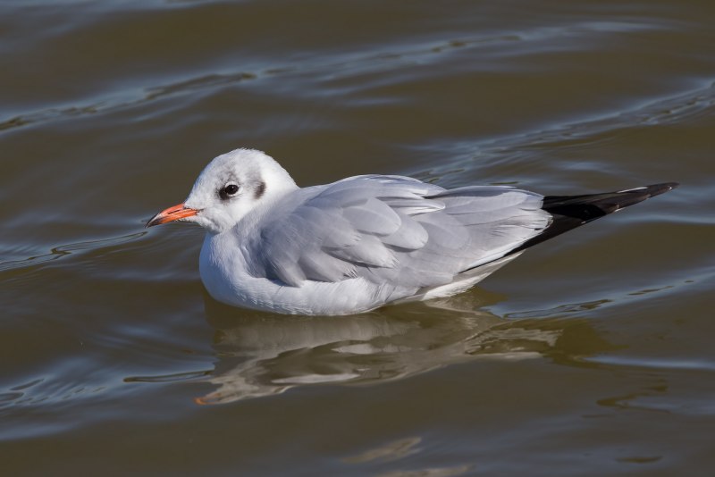 Ice Pigeon