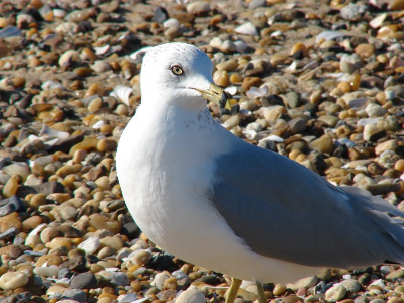 Морской голубок (Larus Genei) –