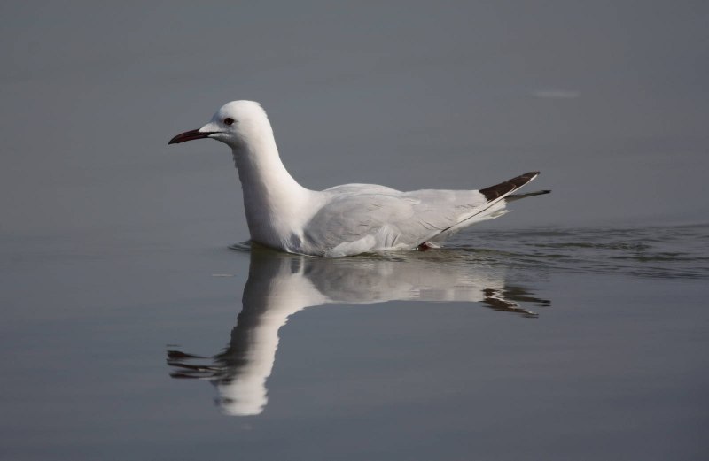 Морской голубок (Larus Genei) –