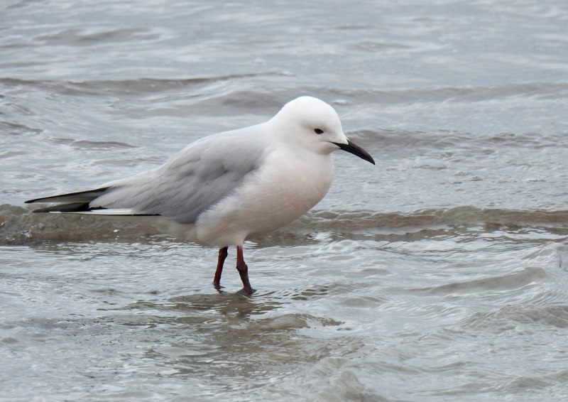 Морской голубок (Larus Genei) –