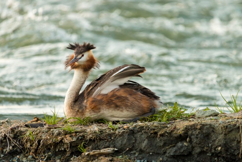 Podiceps nigricollis фото