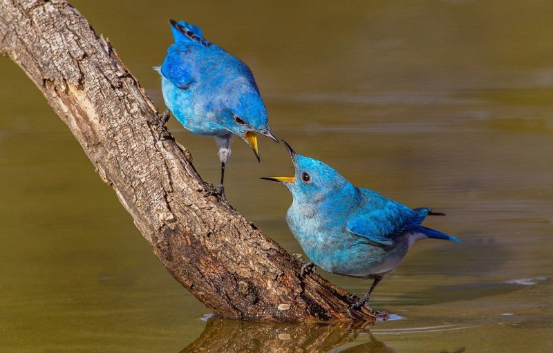 Лиловый Дрозд (Myophonus caeruleus)