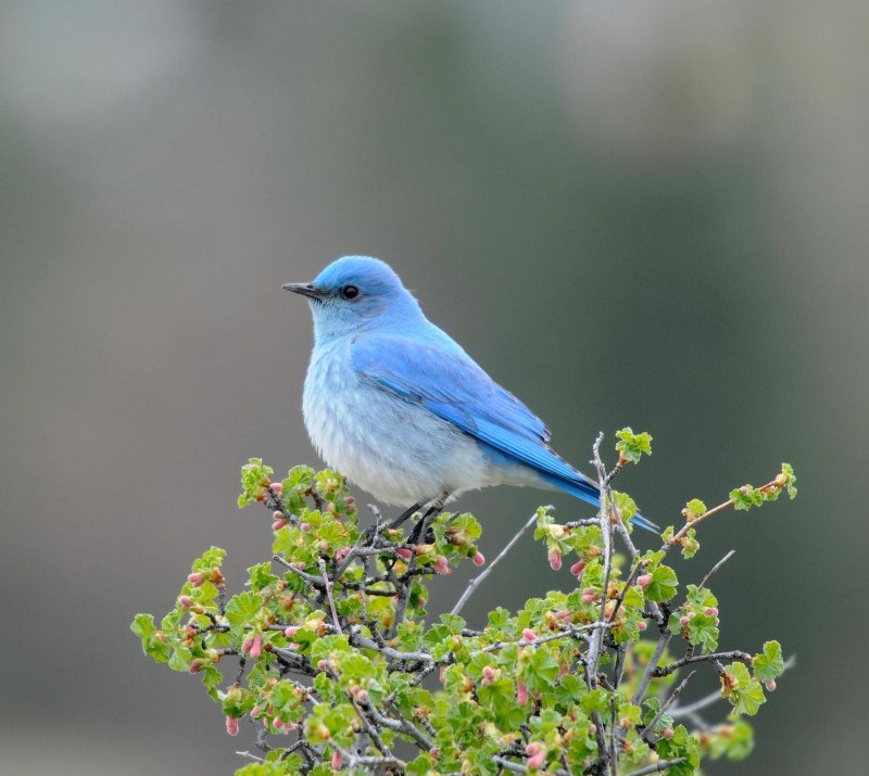 Myophonus caeruleus