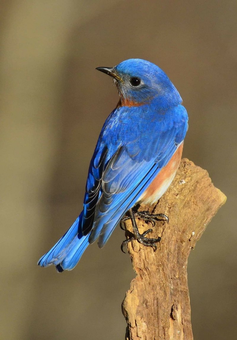 Лиловый Дрозд (Myophonus caeruleus)