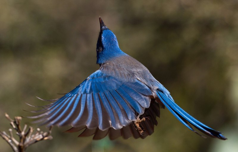 Myophonus caeruleus