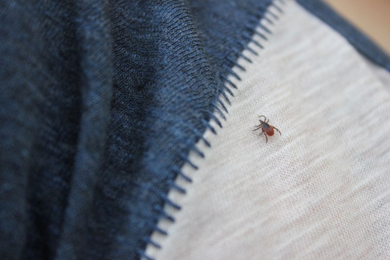 Укус Scutigera coleoptrata)