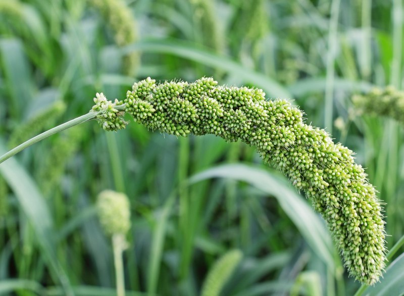 Чумиза (Setaria Italica)