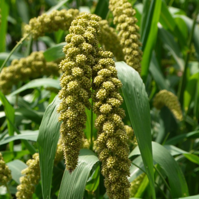 Пшено зерновая культура