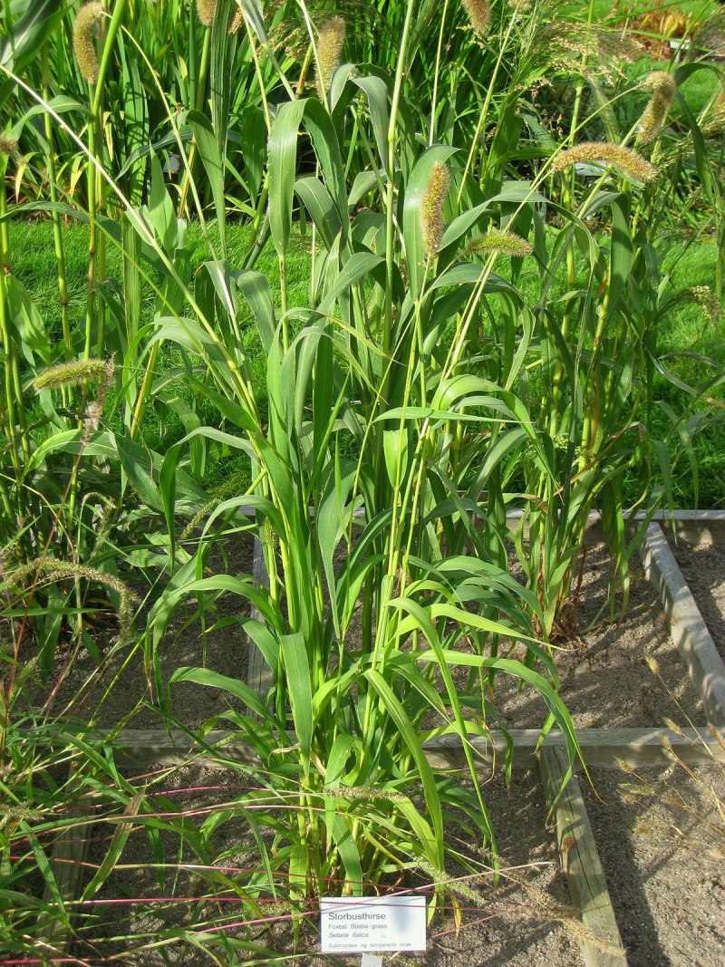 Чумиза (Setaria Italica)