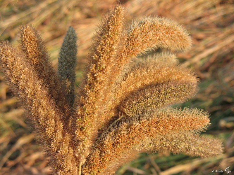 Чумиза (Setaria Italica)