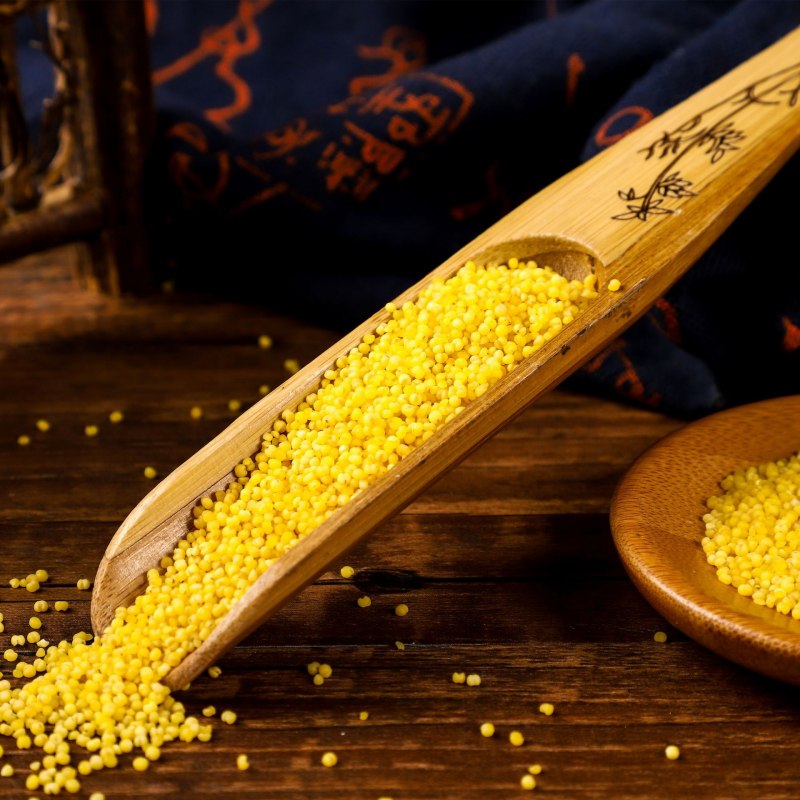 Sorghum bicolor