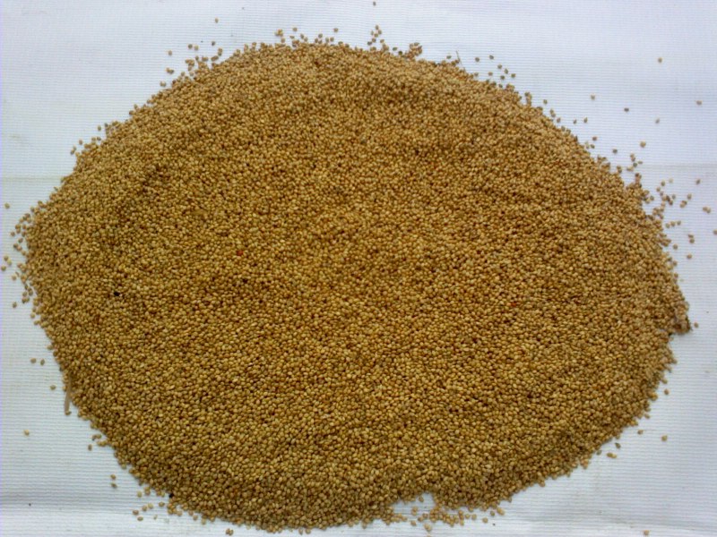 Setaria macrochaeta