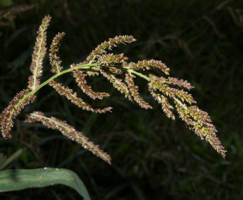 Panicum virgatum Rehbraun