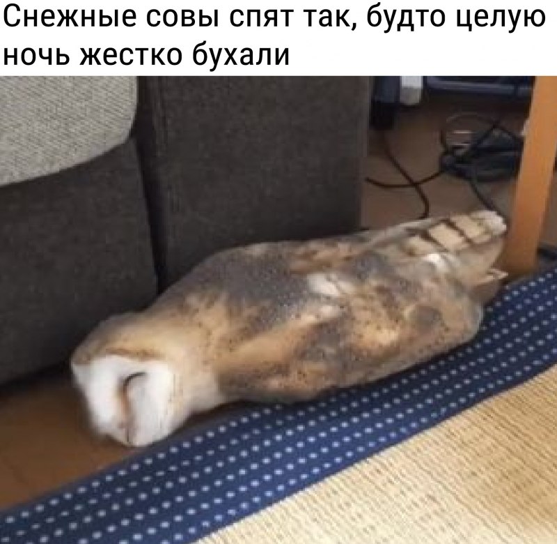 Смешные спящие Совы
