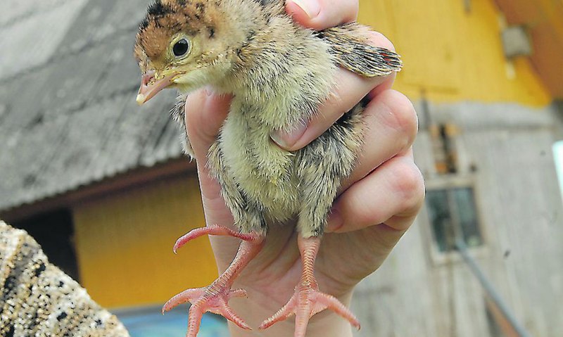 Вылупившиеся птенчик эму