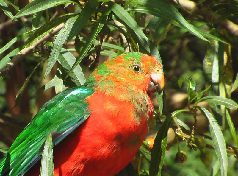 Cyanoramphus Unicolor