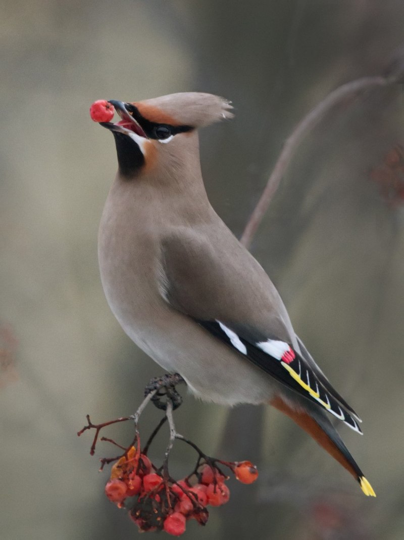 Свиристель обыкновенный (Bombycilla garrulus)