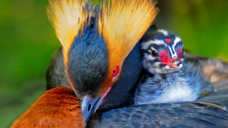 Природа птицы