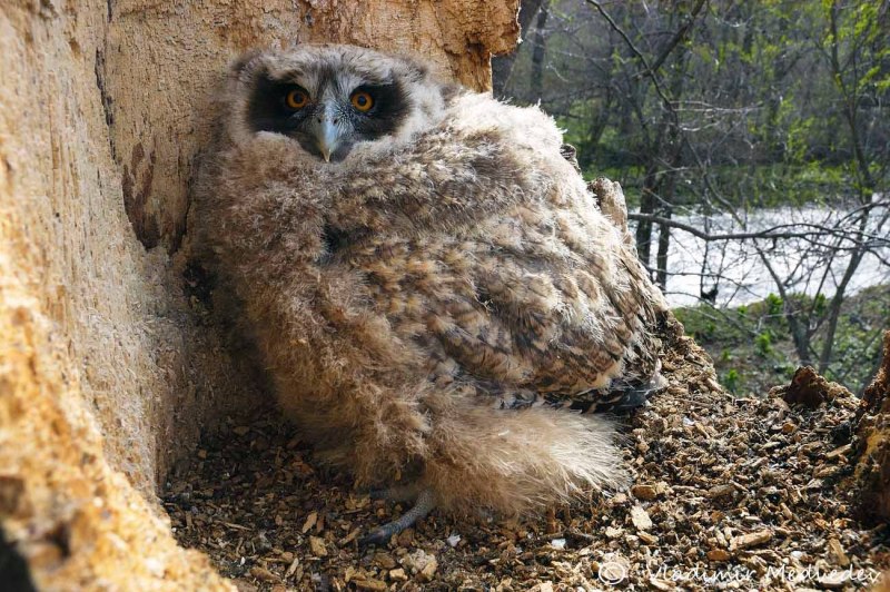Рыбный Филин (Bubo blakistoni