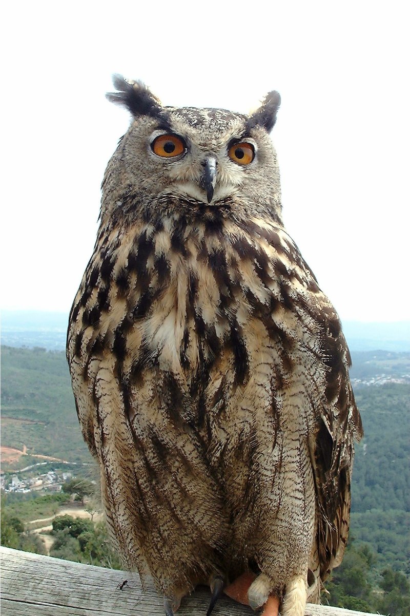 Филин Bubo Bubo