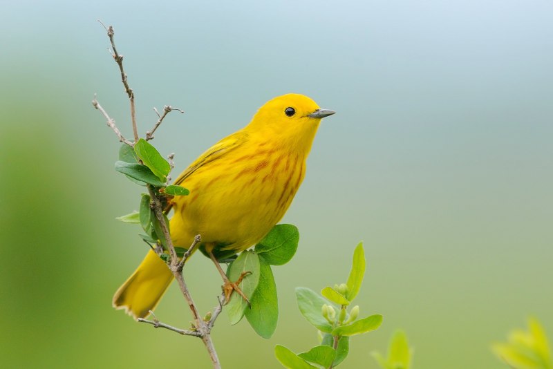 Птицы маленькая желтая (45 фото)