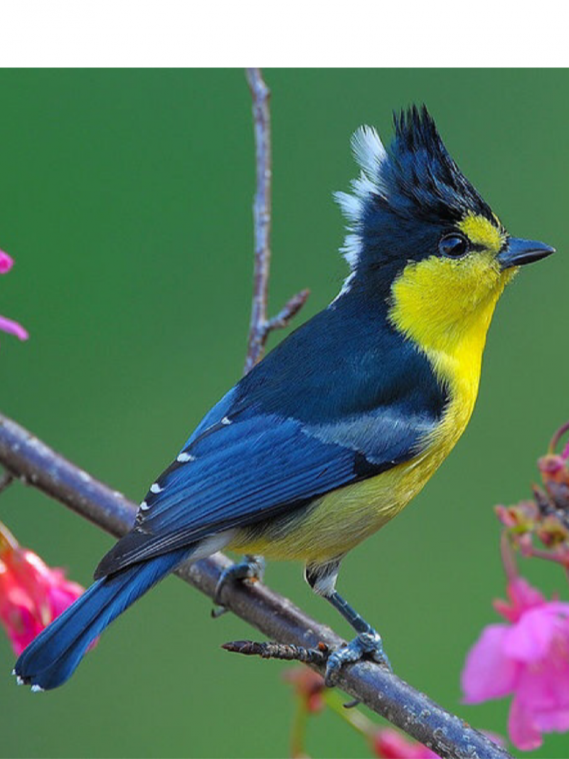 Machlolophus Holsti