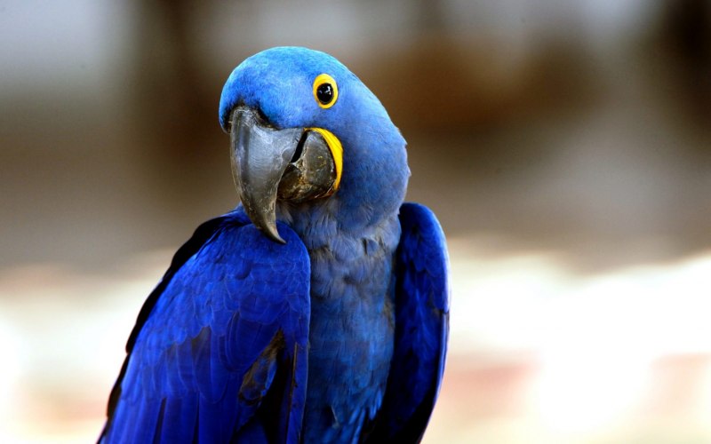 Anodorhynchus hyacinthinus