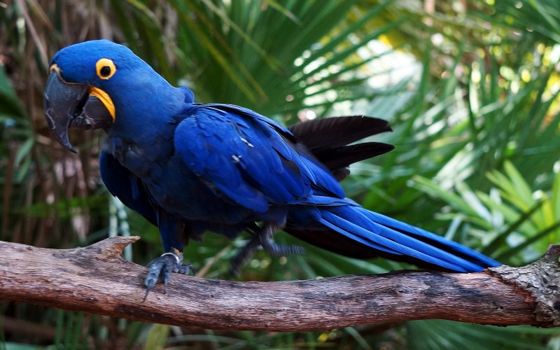 Anodorhynchus hyacinthinus