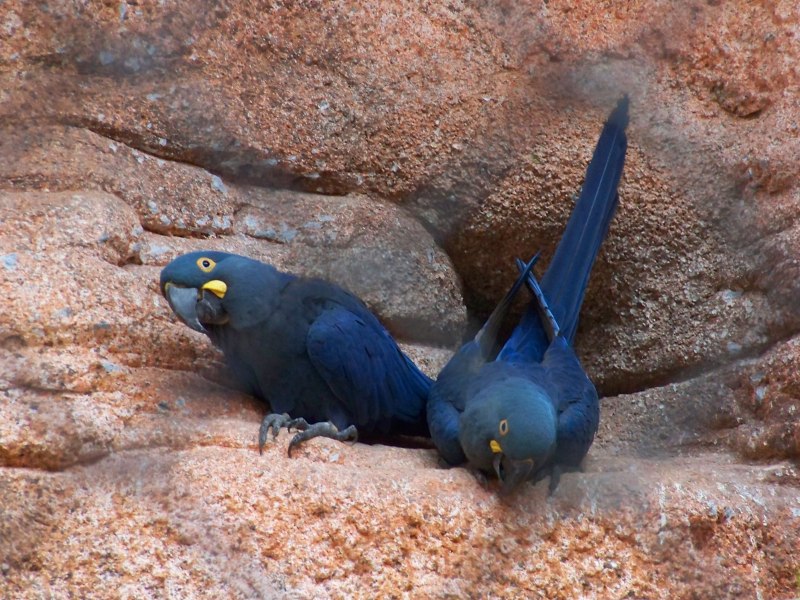 Anodorhynchus leari