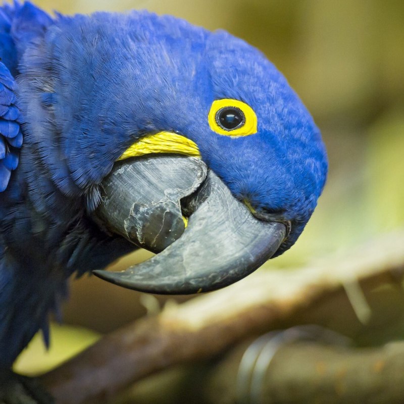 Blue Macaw попугай