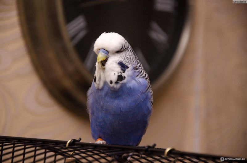 Чешский попугай (47 фото)