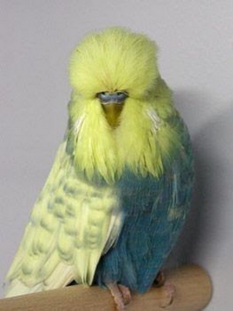 Free Parrots in Bundaberg