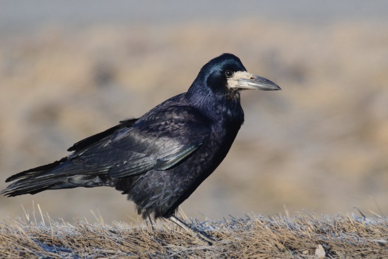 Corvus frugilegus размножение