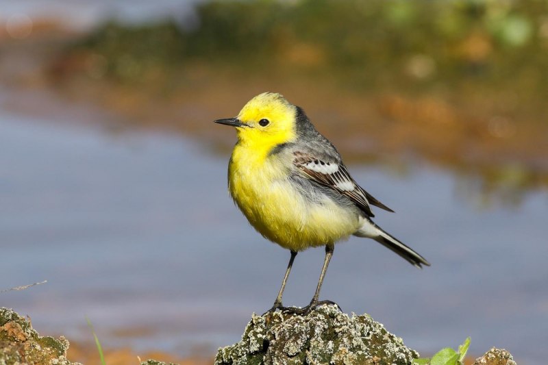 American Goldfinch птица
