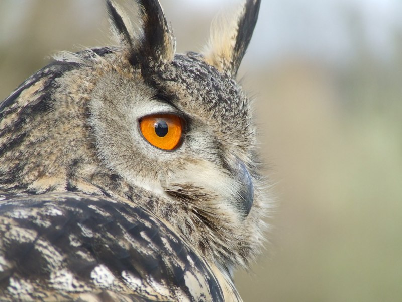 Eurasian Eagle Owl Attack
