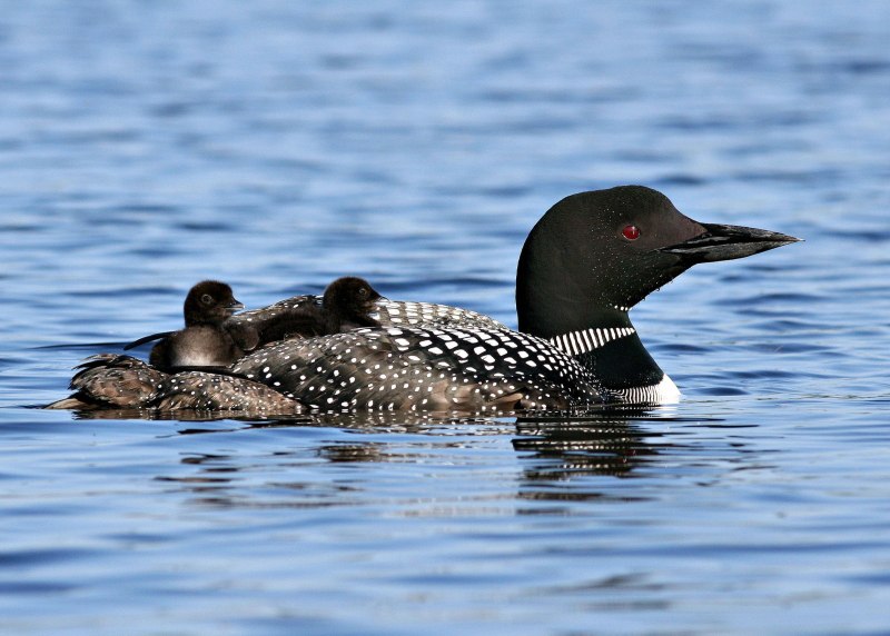 Отряд Гагарообразные Gaviiformes
