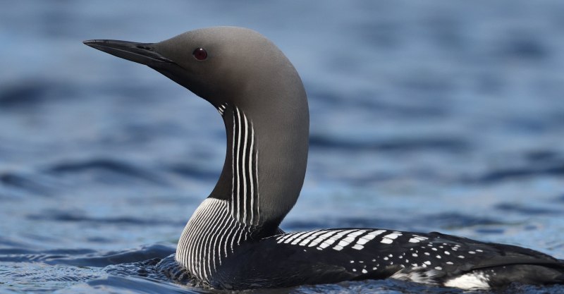Common Loon