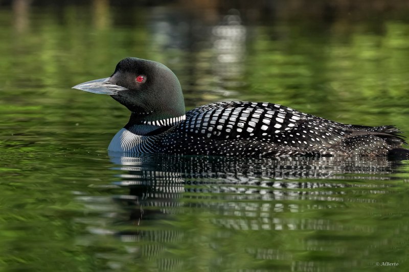 Common Loon
