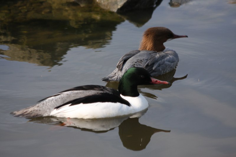 Большой крохаль Mergus Merganser