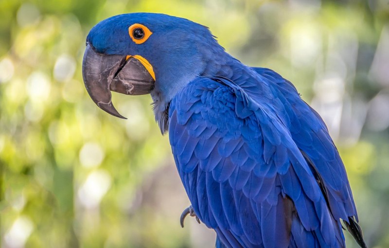 Крупный синий попугай (51 фото)
