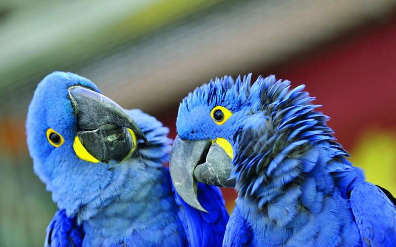 Blue Macaw попугай