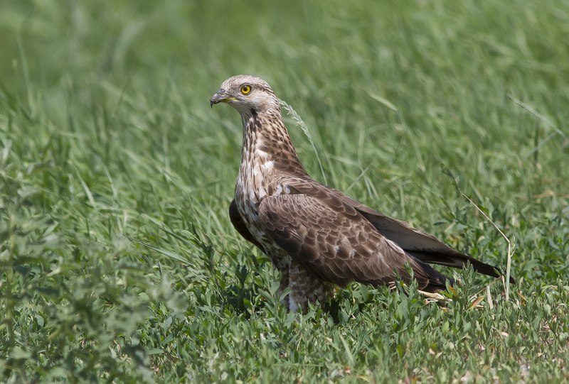 Осоед Pernis apivorus