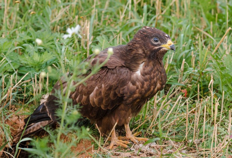 Осоед Pernis apivorus