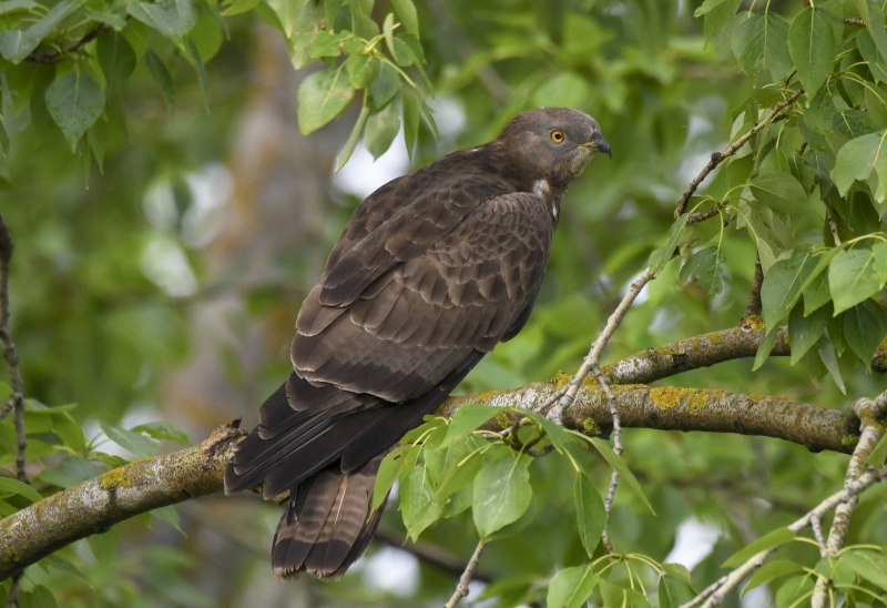 Pernis apivorus