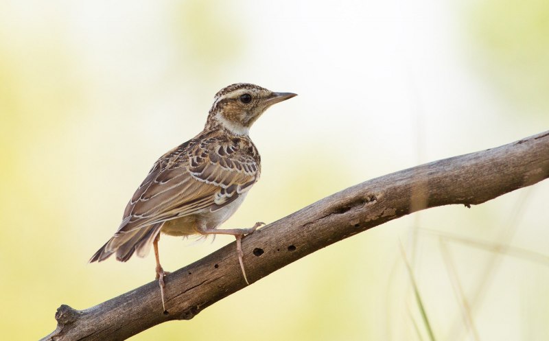 Galerida cristata